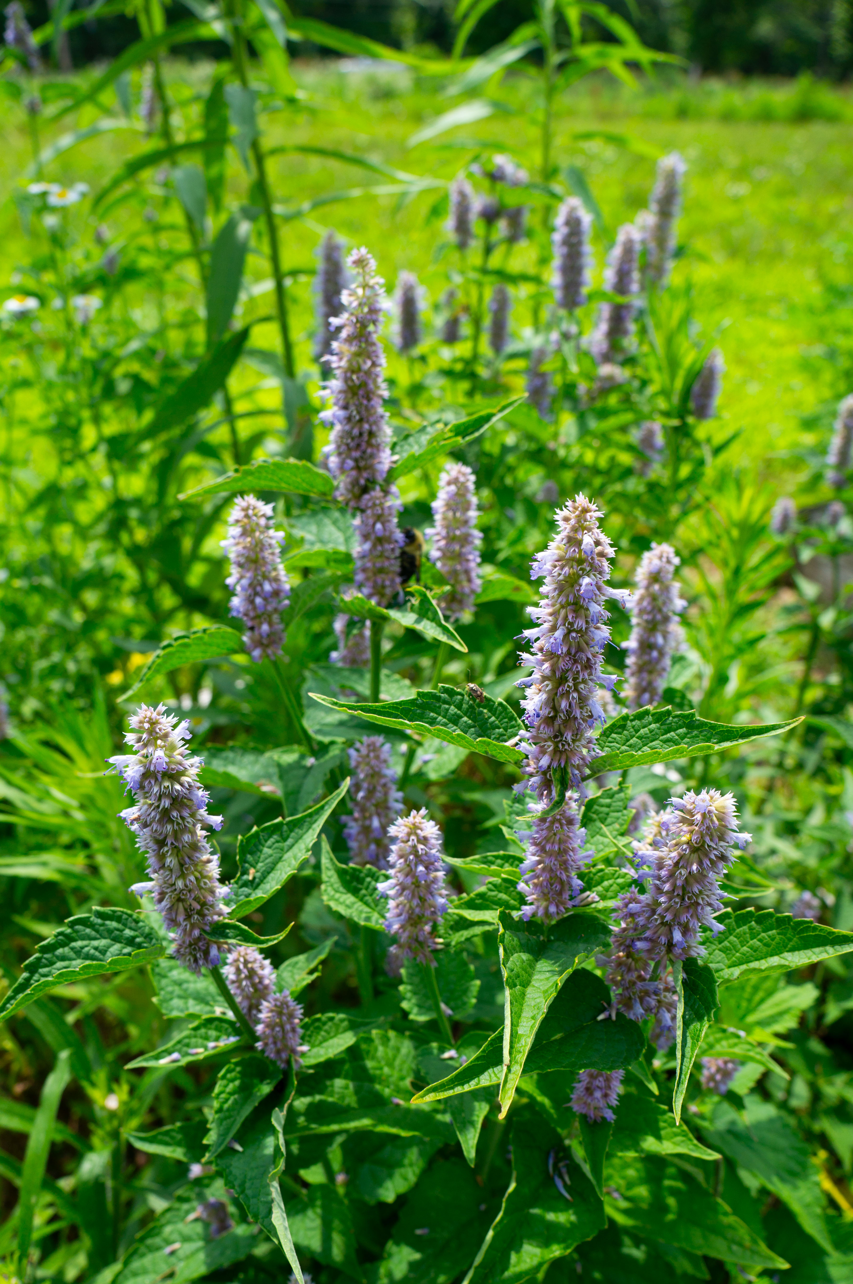 Fresh lavender in the field