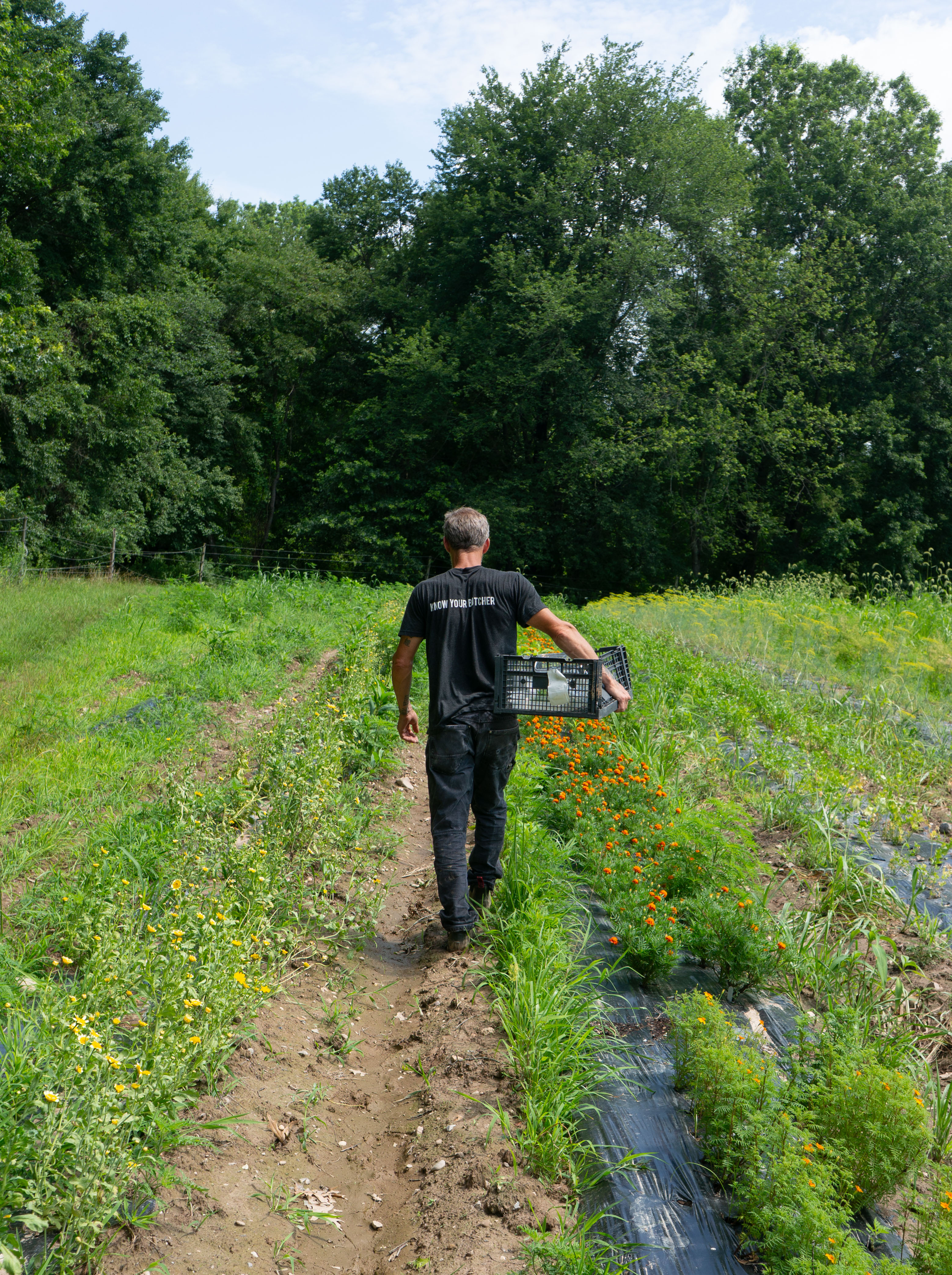 Walking the Clique farm